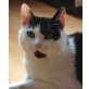 Toni, Mischling - Kater