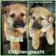 Toni, Mischling Welpen - Rüde