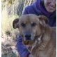 Toni - NOTFALL, Schäferhund Mix - Rüde