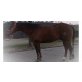Toni, Quarter Horse - Wallach