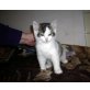 Toni, Waldkatze-Hauskatze - Kater