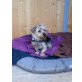 Toni, Yorki- Mix - Rüde