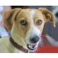 Toni, lieber Familienhund - Rüde