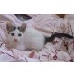 Toni-süßes unkompliziertes Kitten, EKH Mischling - Kater