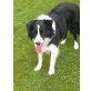Toni-verschmuster Familienhund , Border-Collie - Rüde