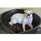 Tonic, Englische Bulldogge - Hündin