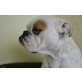 Tonic, Englische Bulldogge - Hündin