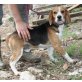 Tonio, Beagle - Rüde