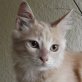 Tonio, wunderschöner cremefarbener - Kater