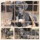 Tonja, Mischling - Hündin
