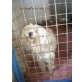 Tony, Bichon Frisé - Rüde
