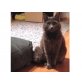 Tony, Langhaarmix - Kater