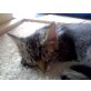 Toor, Maine Coon - Kater