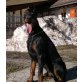 Top Dobermann mit FCI, Dobermann - Rüde
