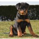 Top Junghündin 5 Monate, Rottweiler - Hündin