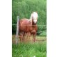 Top Qualität, Haflinger - Hengst