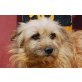 Topacio, geselliger Familienhund - Hündin