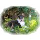 Topase, Sheltie - Hündin