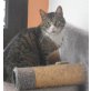 Topcho, Mischling - Kater