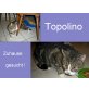 Topolino, Europäische Kurzhaarkatze - Kater