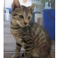Toppi, verspielter - Kater