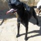 Torin, Labrador-Mix - Rüde