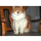 Tortoli, Langhaarmix - Kater