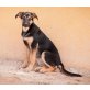 Tosca, Rhodesina-Ridgeback-Mix - Hündin