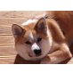 Toschiko, Akita Inu - Hündin