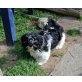 Toska, vom Trenker Hof, Shih Tzu Welpen - Hündin