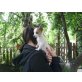 Total hübsche CHIHUAHUABABYS aus OÖ !, Chihuahua kurzhaariger Schlag - Hündin