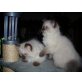 Total liebe Mischlinge - Kater