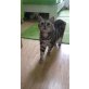 Toubi, Britisch Kurzhaarkatze - Katze