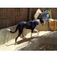 Toulouse, Echter Wüstenhund - Rüde