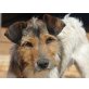 Toy, Paron Jack Russell Mischling - Rüde