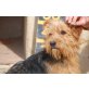 Toy, lieber Yorkshire-Terrier - Rüde