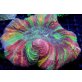 Trachyphyllia Rainbow