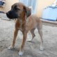 Traka, Boxer-Mix - Hündin