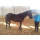 Trakehner - Wallach