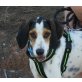 Trasto, Dalmatiner Beagle Mix - Rüde