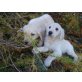 Traum Golden Retriever, Golden Retriever Welpen - Rüde