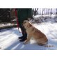 Traum-Golden Retriever Rüde, Golden Retriever - Rüde