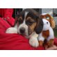 Traumhaft schöne Beagle Welpen, Beagle Welpen - Hündin