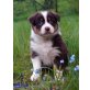 Traumhaft schöner Australian Shepherd Welpe, Australian Shepherd Dog Welpen - Rüde