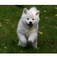 Traumhafte Akita Welpen abzugeben, Akita Inu Welpen - Rüde