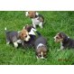 Traumhafte Beagle Welpen, Beagle Welpen - Rüde