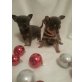 Traumhafte Chihuahua Babys in schoko und blue, Chihuahua kurzhaariger Schlag Welpen - Rüde