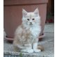 Traumhafte Maine Coon Kitten mit Stammbaum, Maine Coon - Katze