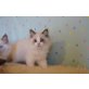 Traumhafte Ragdoll Kitten, Ragdoll - Katze