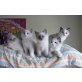 Traumhafte Ragdollkitten, Ragdoll - Kater
